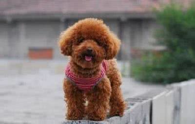 狗宝该如何打防疫针以及多久驱一次虫?狗爸狗妈们知多少?