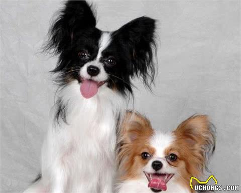 蝴蝶犬见红，是怎么回事?该如何帮助它们呢?