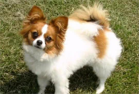 蝴蝶犬见红，是怎么回事?该如何帮助它们呢?