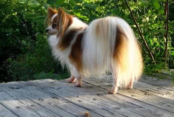 蝴蝶犬见红，是怎么回事?该如何帮助它们呢?