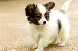 蝴蝶犬见红，是怎么回事?该如何帮助它们呢?