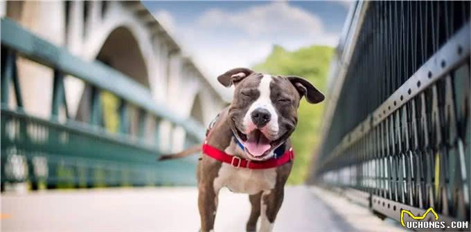 狗狗不会说话，又想玩?来解锁狗狗各种想玩耍的姿势吧