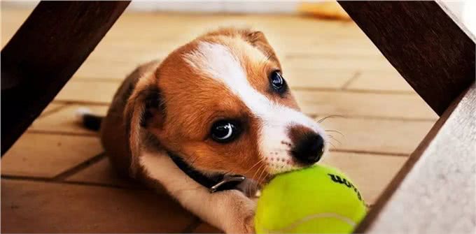 狗狗不会说话，又想玩?来解锁狗狗各种想玩耍的姿势吧