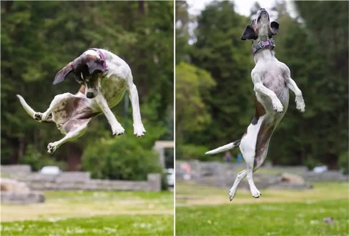 狗狗不会说话，又想玩?来解锁狗狗各种想玩耍的姿势吧