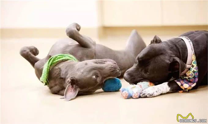 狗狗不会说话，又想玩?来解锁狗狗各种想玩耍的姿势吧