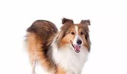 狗狗不会说话，又想玩?来解锁狗狗各种想玩耍的姿势吧