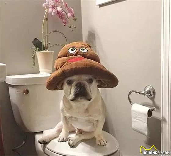 萌知识|这是一篇有味道的科普，狗狗便便知多少