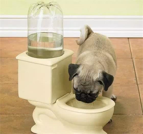 萌知识|这是一篇有味道的科普，狗狗便便知多少