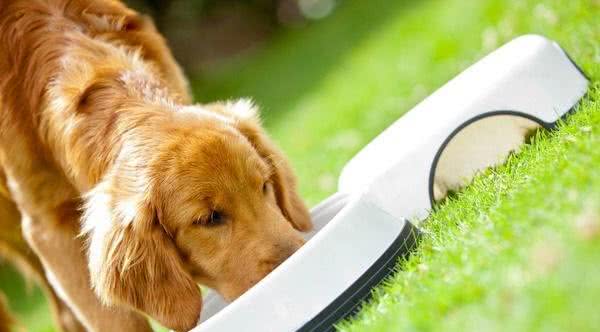 萌知识|这是一篇有味道的科普，狗狗便便知多少