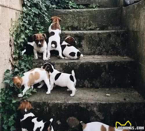 萌知识|这是一篇有味道的科普，狗狗便便知多少