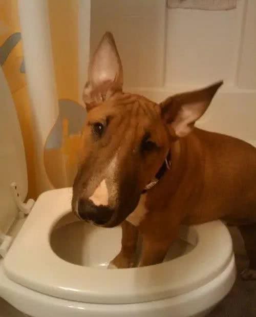 萌知识|这是一篇有味道的科普，狗狗便便知多少