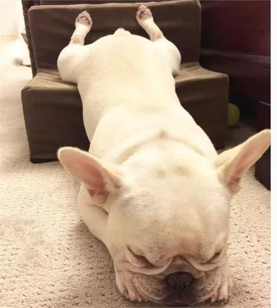 萌知识|这是一篇有味道的科普，狗狗便便知多少