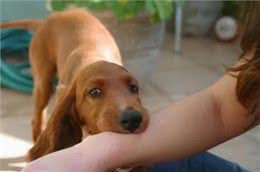 狂犬疫苗的十问十答，你都知道吗?