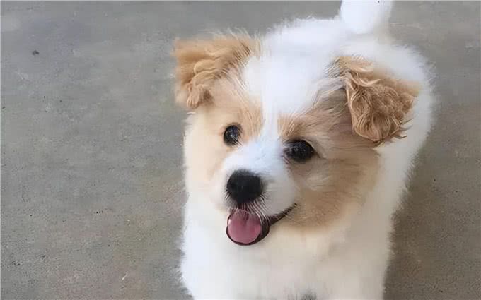 串串狗弃养率为什么这么高，原因出在这