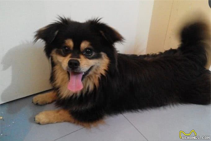 串串狗弃养率为什么这么高，原因出在这