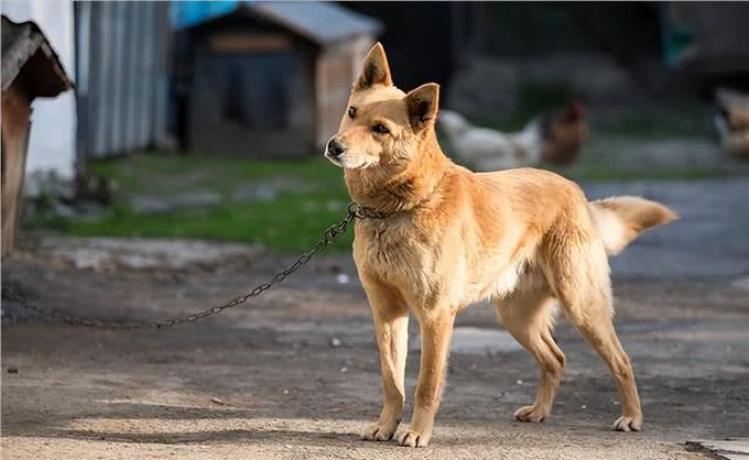 串串狗弃养率为什么这么高，原因出在这
