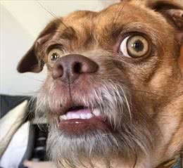 串串狗弃养率为什么这么高，原因出在这