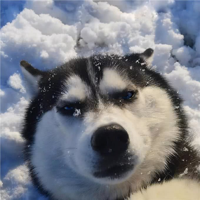 最怕冷的6种狗，不给它们保暖可能会丧命