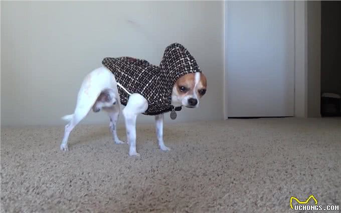 最怕冷的6种狗，不给它们保暖可能会丧命