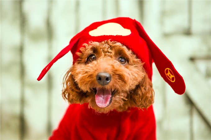 最怕冷的6种狗，不给它们保暖可能会丧命