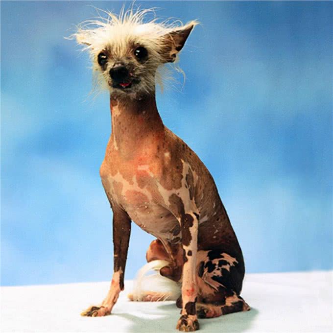 最怕冷的6种狗，不给它们保暖可能会丧命