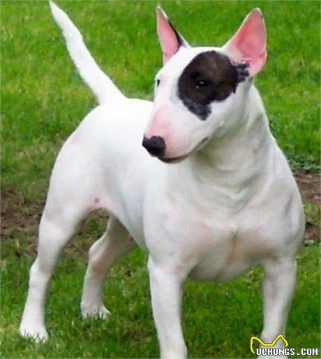 最怕冷的6种狗，不给它们保暖可能会丧命