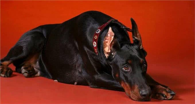 最怕冷的6种狗，不给它们保暖可能会丧命