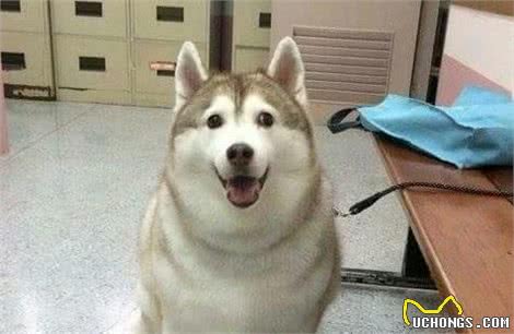 遭遇宠物杀手犬瘟热后怎么办，这些办法可保狗命