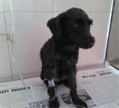 遭遇宠物杀手犬瘟热后怎么办，这些办法可保狗命