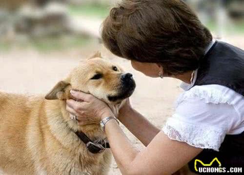 遭遇宠物杀手犬瘟热后怎么办，这些办法可保狗命