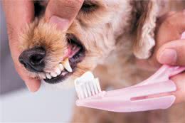 狗一定要刷牙吗?不刷牙的口腔健康吗?