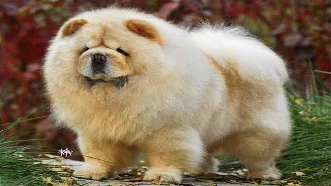 松狮犬得皮肤病?别再乱给狗狗吃药了