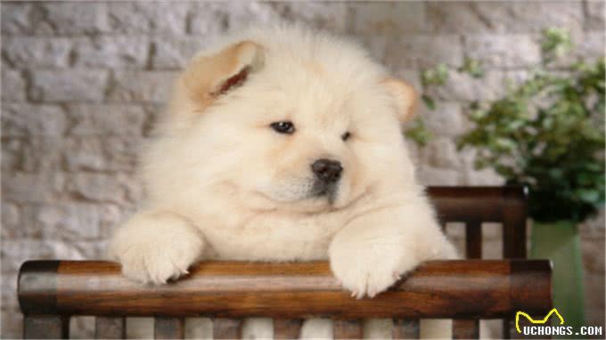 松狮犬得皮肤病?别再乱给狗狗吃药了