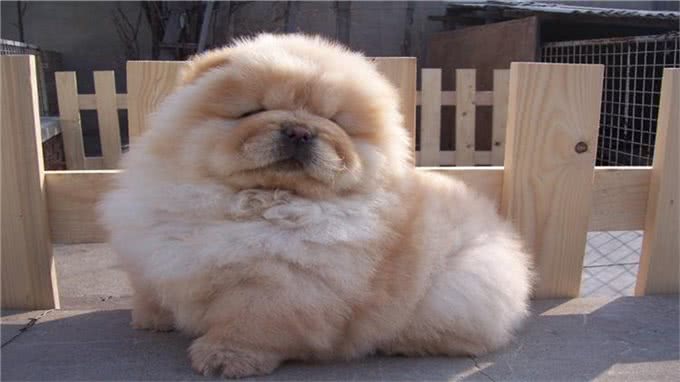 松狮犬得皮肤病?别再乱给狗狗吃药了