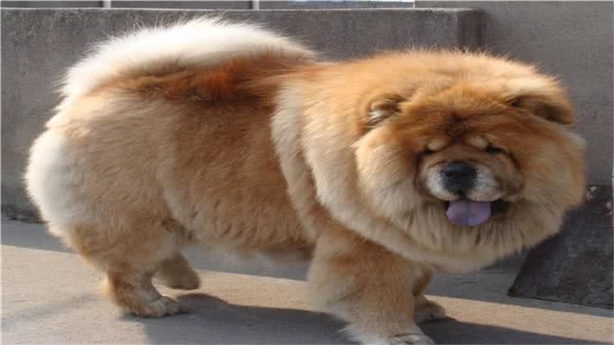 松狮犬得皮肤病?别再乱给狗狗吃药了