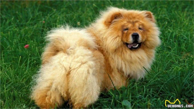 松狮犬得皮肤病?别再乱给狗狗吃药了