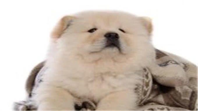 松狮犬得皮肤病?别再乱给狗狗吃药了