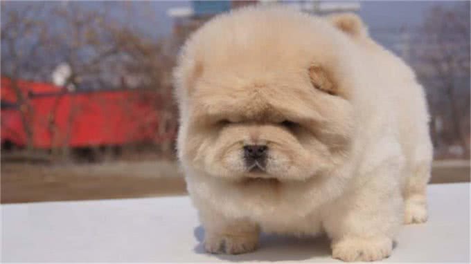 松狮犬得皮肤病?别再乱给狗狗吃药了