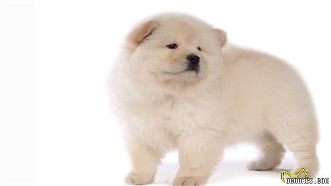 松狮犬得皮肤病?别再乱给狗狗吃药了