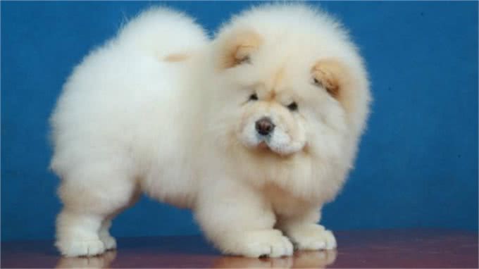 松狮犬得皮肤病?别再乱给狗狗吃药了