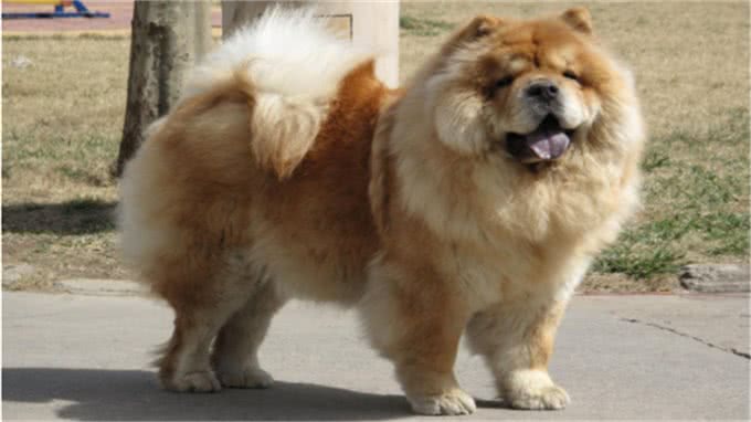 松狮犬得皮肤病?别再乱给狗狗吃药了