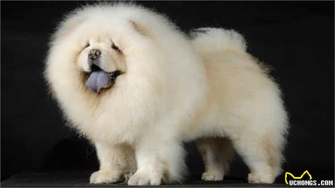 松狮犬得皮肤病?别再乱给狗狗吃药了