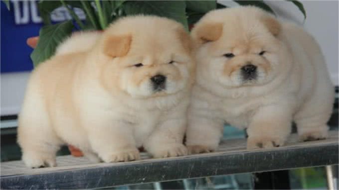 松狮犬得皮肤病?别再乱给狗狗吃药了