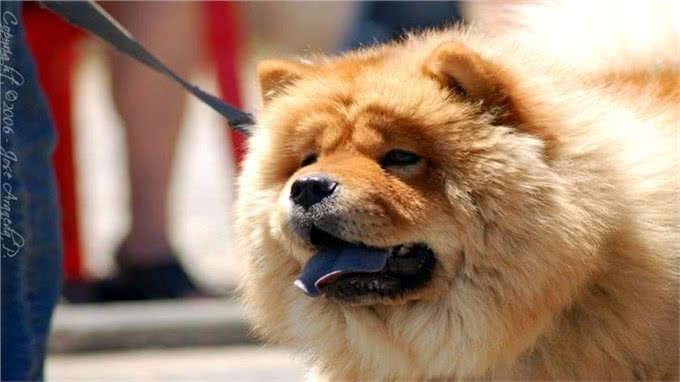 松狮犬得皮肤病?别再乱给狗狗吃药了