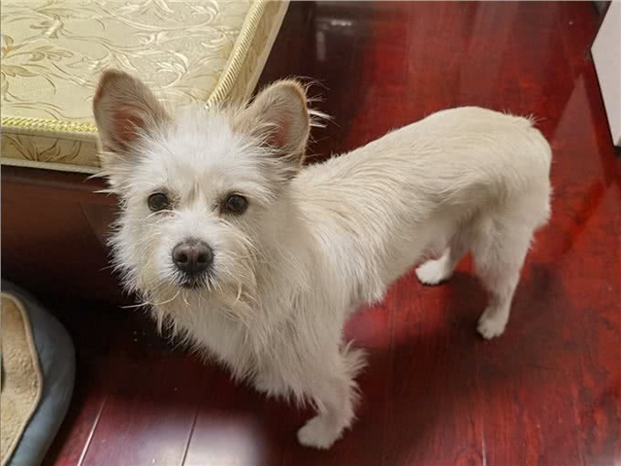 听我的，别轻易养西高地串串