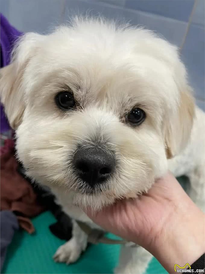 听我的，别轻易养西高地串串