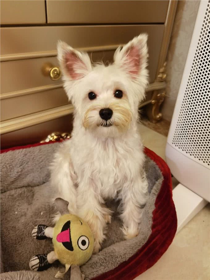 听我的，别轻易养西高地串串