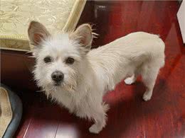 听我的，别轻易养西高地串串