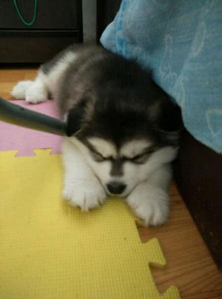 正确掌握狗狗排便信号，让你的新家杜绝污染