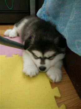 正确掌握狗狗排便信号，让你的新家杜绝污染